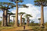 Sunday Surprise de Winamax : cap sur l'île de Madagascar 