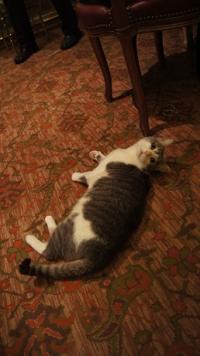 Poker : Chat alors ! Chat alors !